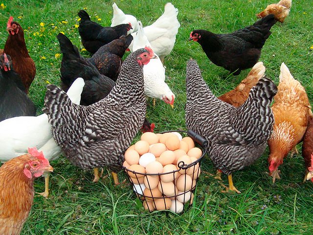 Содержание кур и уход за ними | ЗооТом - продажа, вязка и услуги для животных в Избербаше