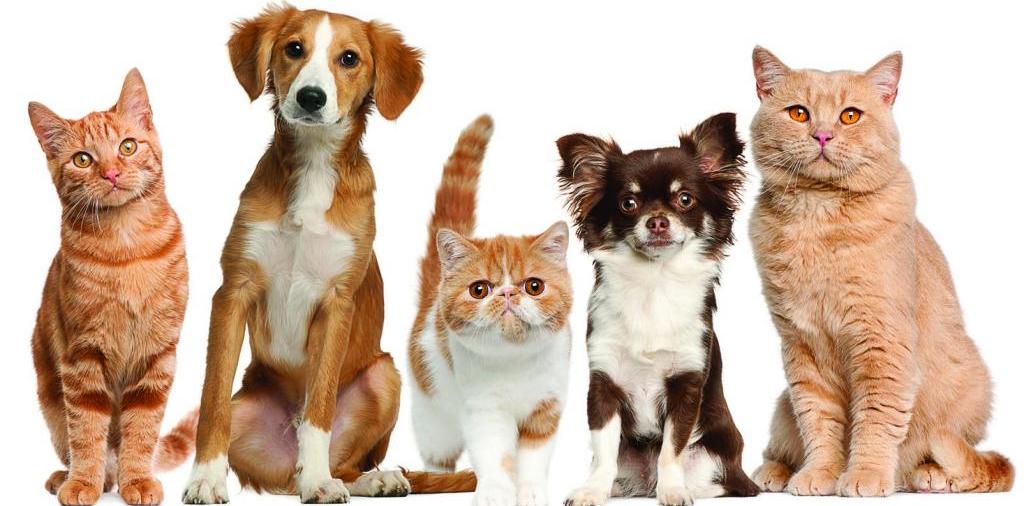 Доска объявлений о животных | ЗооТом - продажа, вязка и услуги для животных в Избербаше