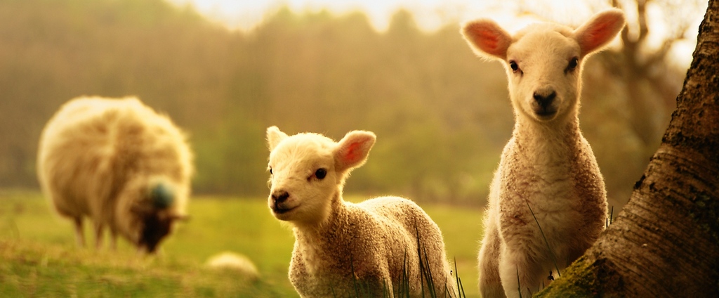 Объявления о сельскохозяйственных животных | ЗооТом - продажа, вязка и услуги для животных в Избербаше