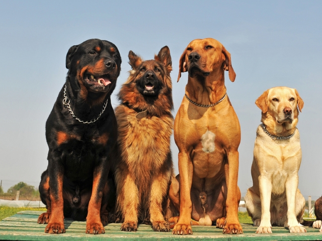 Крупные породы собак в Избербаше | ЗооТом портал о животных