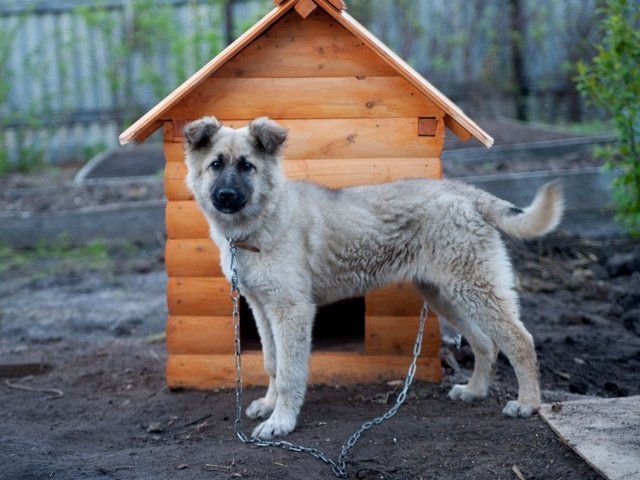Все о собаках в Избербаше Все о собаках в Избербаше